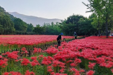 선운사 꽃무릇